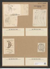 Campylodiscus crebrecostatus Grev. (de-Toni-Nr.: Genus 57, Species 2449) Zeichnungen Sammlung Grunow Nr. 4924 (NHMW-BOT-W0373134)